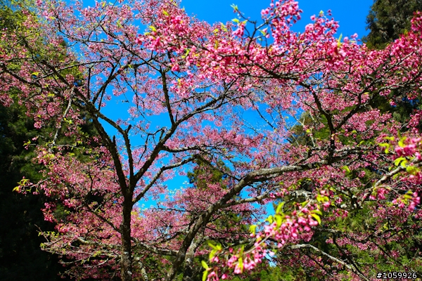 大家來賞櫻之阿里山櫻花季