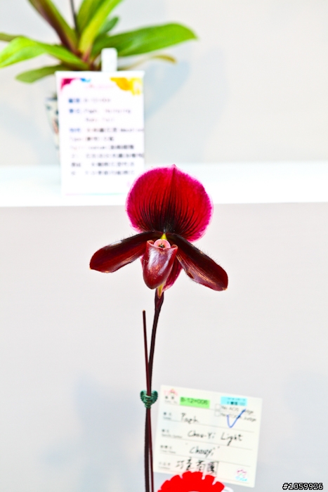 [景點]2012台灣國際蘭展(已結束)