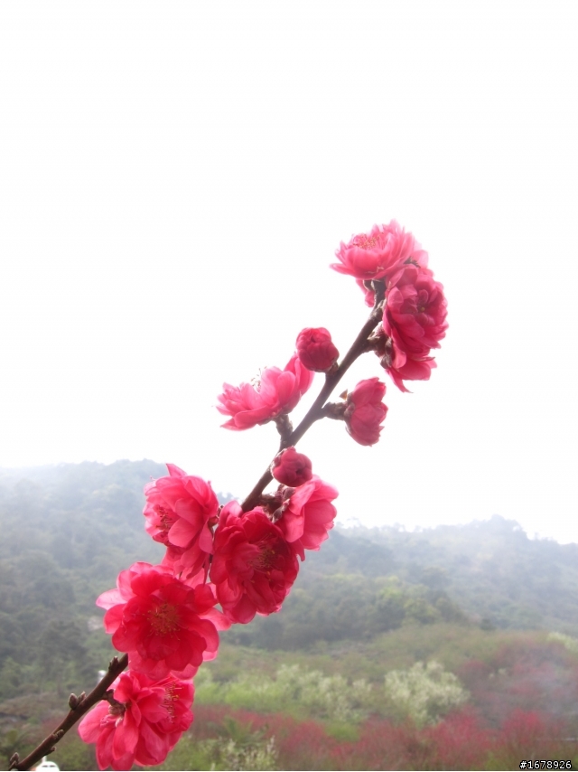 2月-屏東-瑪家鄉-桃花園(源)