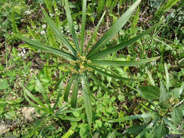2012-3-16關仔嶺枕頭山