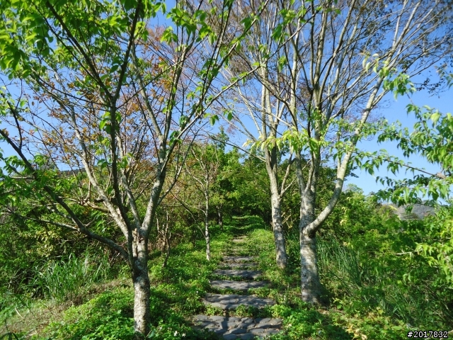 2012-3-5~3-6台21線部落之旅(麟趾山-望美山)馬奴多斯獵人古道