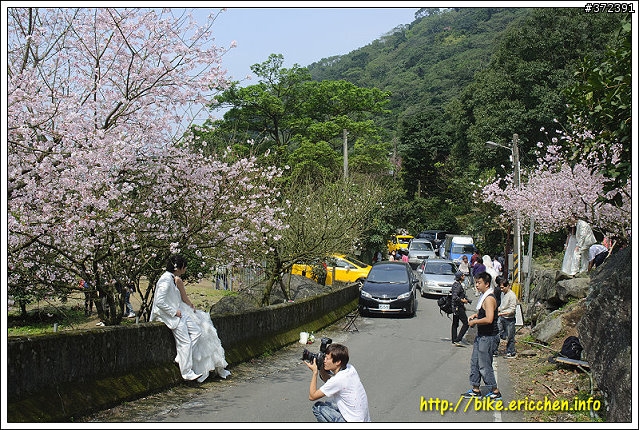 [Eric的單車日記] 紅櫻新綠 春山探秘 (天元宮滿開)