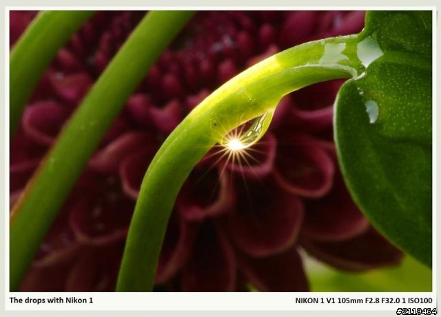 Nikon V1 微距攝影