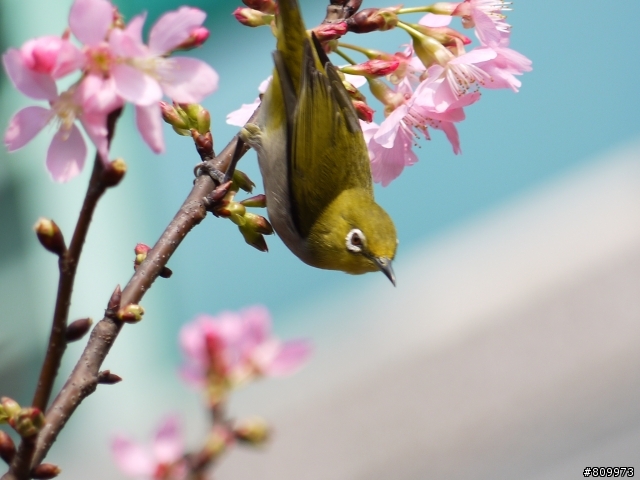 GF2用45-200mm抓蜂打鳥~還不錯