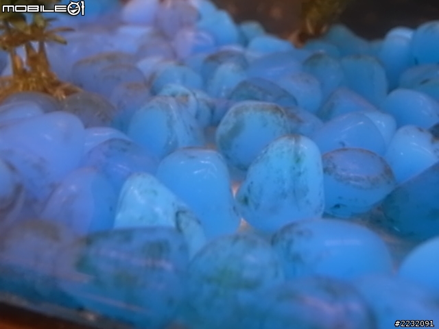 新手 飼養淡水魚
