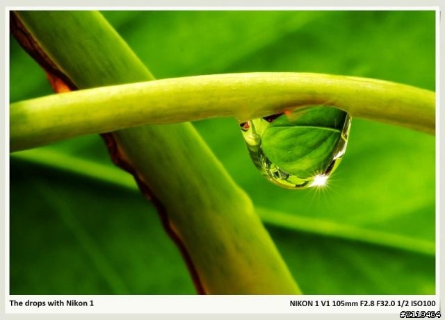 Nikon V1 微距攝影