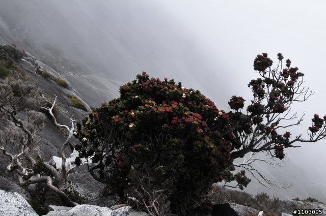 [神山-沙巴] 神山加碼極限攀岩Via Ferrata-Low's Peak Circuit 差點回不來了20120228