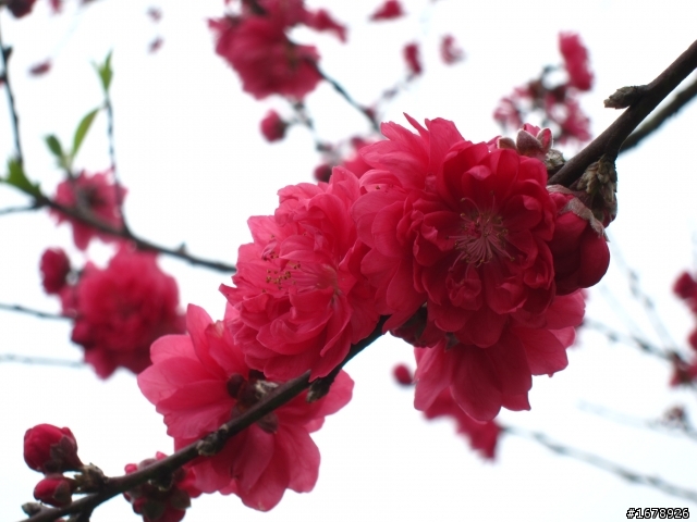 2月-屏東-瑪家鄉-桃花園(源)