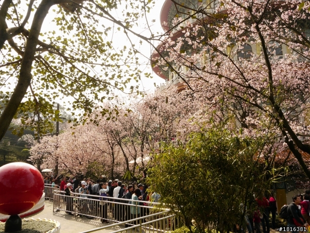 2012.03.15天元宮櫻花