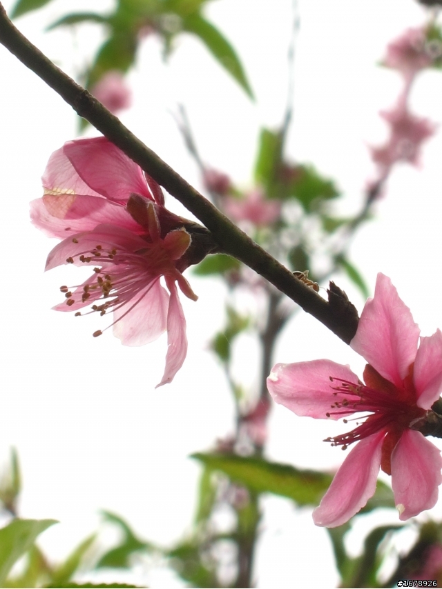 2月-屏東-瑪家鄉-桃花園(源)