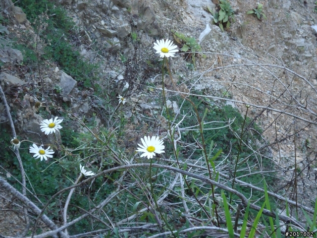 2012-3-5~3-6台21線部落之旅(麟趾山-望美山)馬奴多斯獵人古道