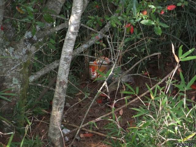 帶大小老婆阿里山賞櫻