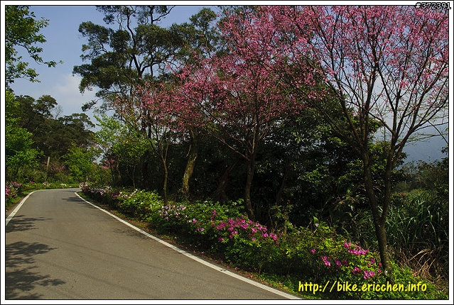 [Eric的單車日記] 紅櫻新綠 春山探秘 (天元宮滿開)