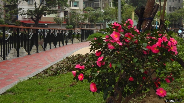 中和似乎越來越有風景區的感覺了