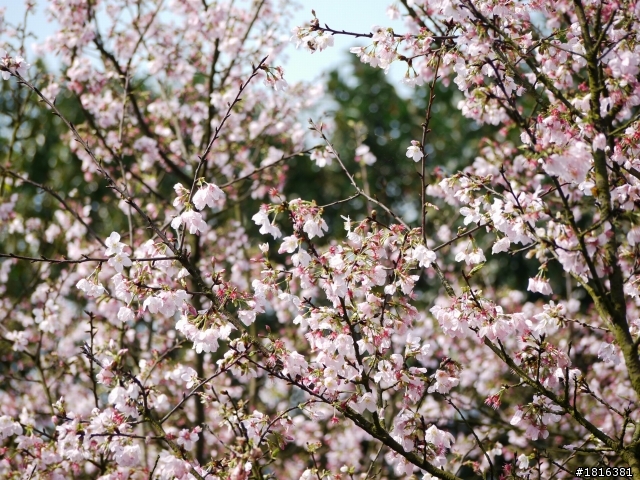 2012.03.15天元宮櫻花