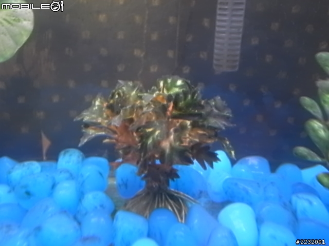 新手 飼養淡水魚