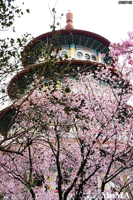 [MoMo桑分享] 初見。吉野櫻。淡水無極天元宮。