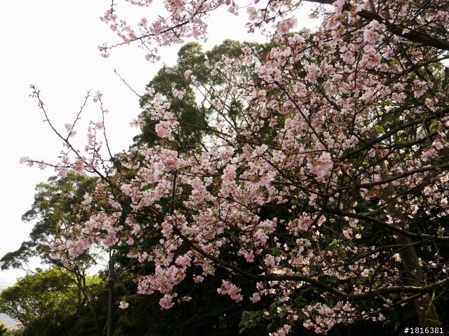 2012.03.15天元宮櫻花