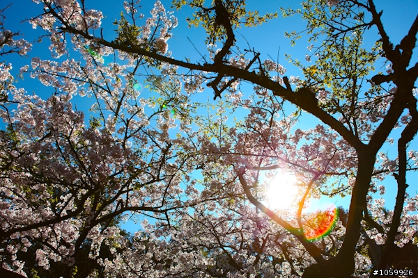 大家來賞櫻之阿里山櫻花季