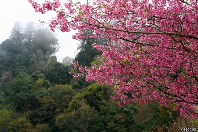 3月17~18~高雄→阿里山