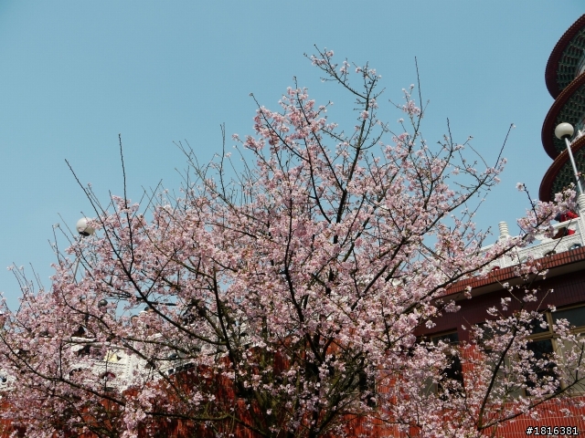 2012.03.15天元宮櫻花