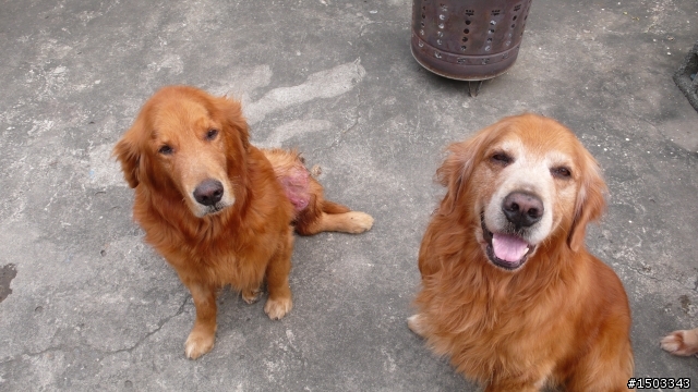 愛犬阿布RIP.阿勇你要帶好弟弟.不要再欺負他了
