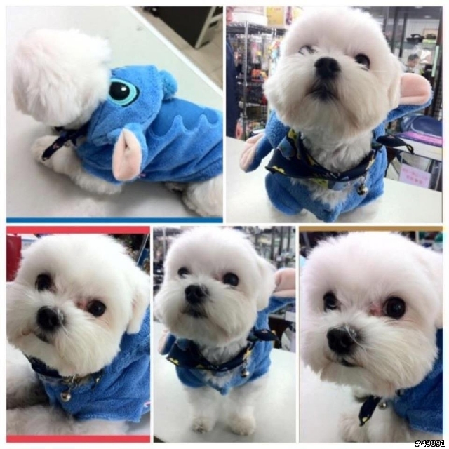 [協尋]雲林古坑鄉馬爾濟斯小型犬