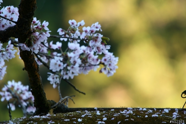 3月17~18~高雄→阿里山