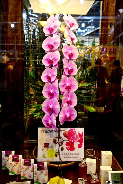 [景點]2012台灣國際蘭展(已結束)