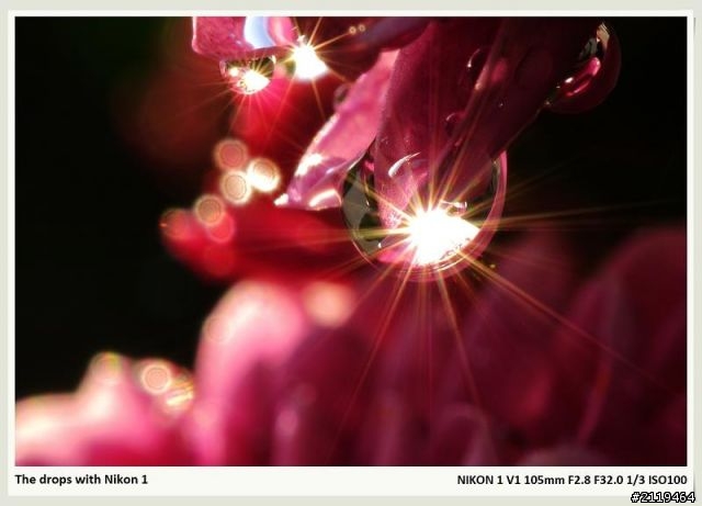Nikon V1 微距攝影