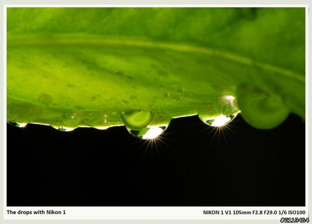 Nikon V1 微距攝影