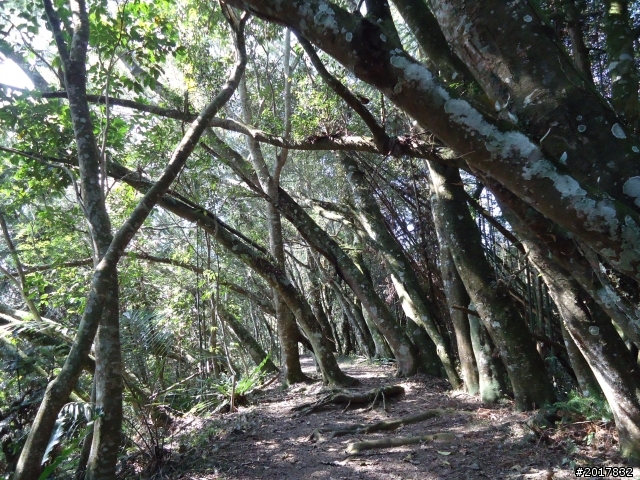 2012-3-5~3-6台21線部落之旅(麟趾山-望美山)馬奴多斯獵人古道