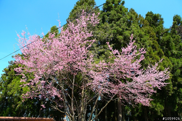 大家來賞櫻之阿里山櫻花季