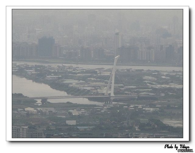 北投大屯里復興三路櫻花之旅...殘念