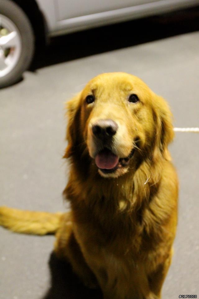 石牌國中附近撿到黃金獵犬