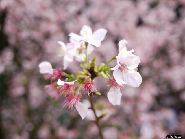 2012.03.15天元宮櫻花