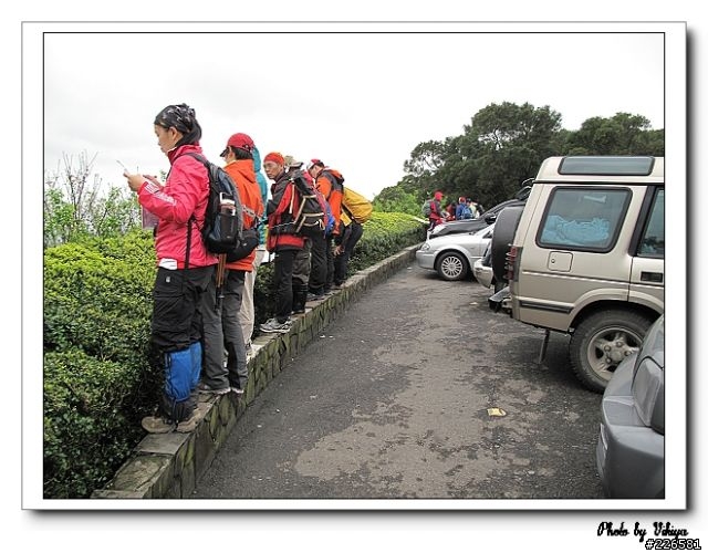 北投大屯里復興三路櫻花之旅...殘念