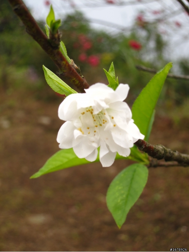 2月-屏東-瑪家鄉-桃花園(源)