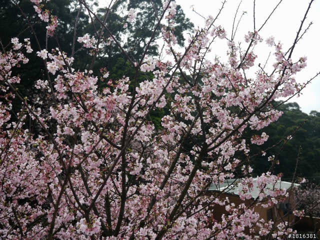 2012.03.15天元宮櫻花
