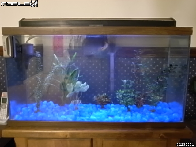 新手 飼養淡水魚
