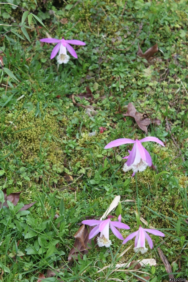 阿里山賞櫻~