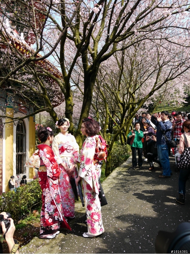 2012.03.15天元宮櫻花