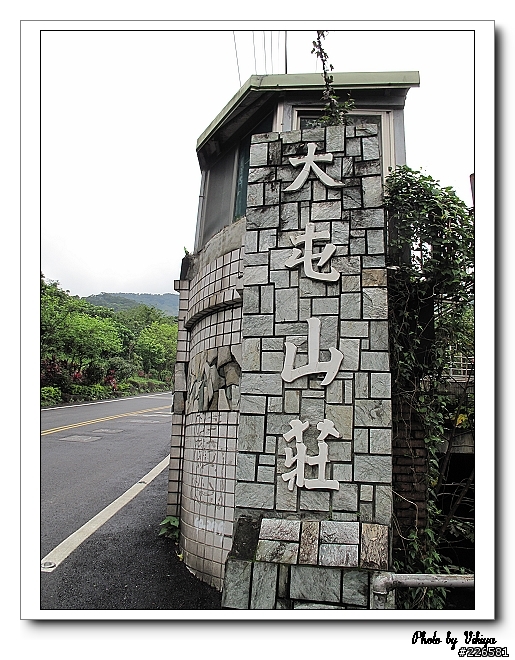 北投大屯里復興三路櫻花之旅...殘念