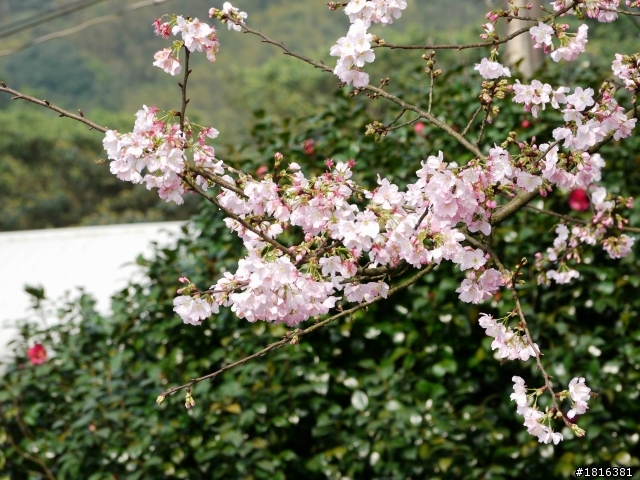2012.03.15天元宮櫻花