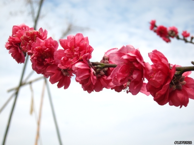 2月-屏東-瑪家鄉-桃花園(源)