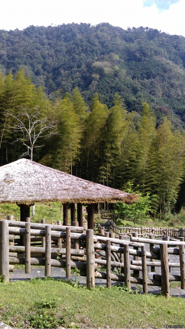 阿里山賞櫻~