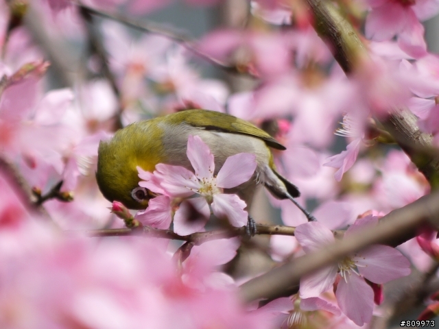 GF2用45-200mm抓蜂打鳥~還不錯