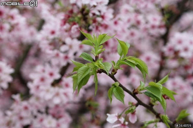 5D3 天元宮櫻花實拍圖