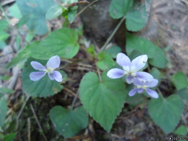 2012-3-5~3-6台21線部落之旅(麟趾山-望美山)馬奴多斯獵人古道