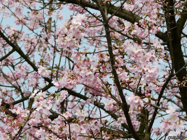 2012.03.15天元宮櫻花